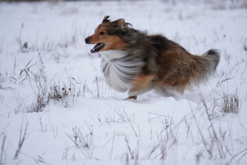 sheltie dog running in the snow