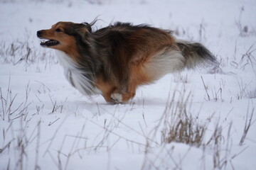 sheltie dog running in the snow