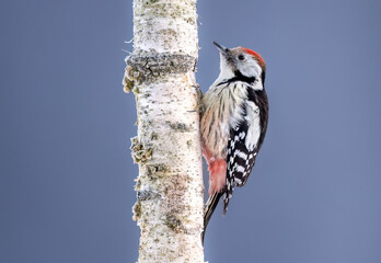 Middle spotted wodpecker ( Dendrocoptes medius )
