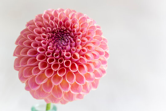 Close up of Dahlia Jowey Winnie.