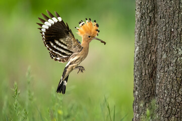 Eurasian hoopoe bird close up ( Upupa epops )