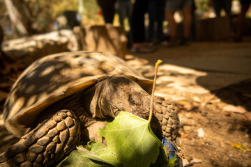 A Desert Tortoise Eating Lettuce