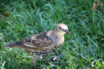 Young bird Sturnus vulgaris in Hyde park London, Endland GB