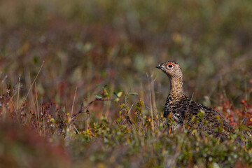 Plakat A willow ptarmigan, Lagopus lagopus, in summer searching for food among tundra willows in the Canadian arctic, near Arviat, Nunavut