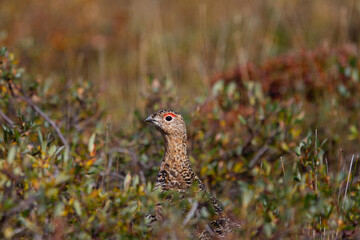A willow ptarmigan, Lagopus lagopus, in summer searching for food among tundra willows in the Canadian arctic, near Arviat, Nunavut