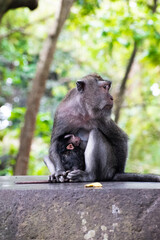 Monkey feeding baby on tropical jungle island of Bali