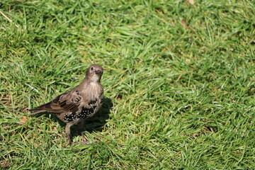 Young bird Sturnus vulgaris in Hyde park London, Endland UK