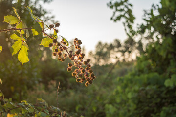 Focus on Nature