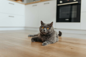 Grey British cat with amber eyes is laying on floor at home 