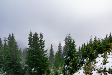 pine forest in the morning with some snow (Alps, Vorarlberg, Austria)