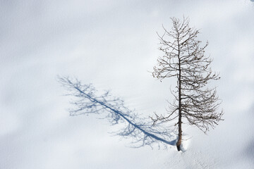 Larch and its shadow on a snowy background. Abstract concept: nature in winter. Minimal photography