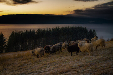 sheep on winter pasture in beautiful surroundings
