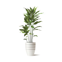 Vector realistic Indoor plant with leaves in pot. Detailed houseplant in striped ceramic pot isolated. Calathea for interior decoration.