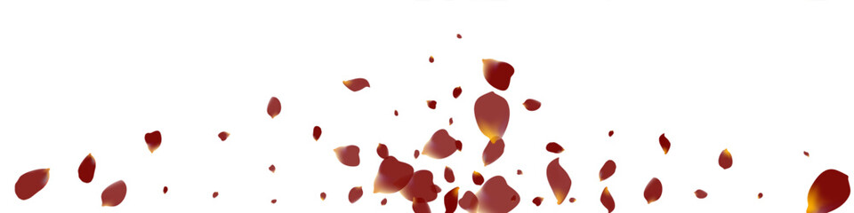 Burgundy Rose Spring Vector Transparent Panoramic