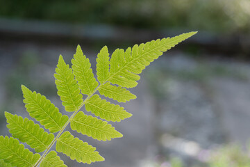 green fern leaf close up with defocused background