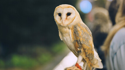 An owl on a city street in the evening waiting for tourists.