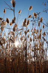 the sun shines through the tall grass, selective focus