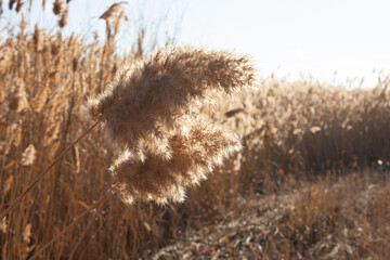 field with shaggy grass against the blue sky