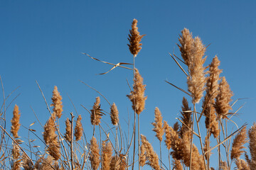 shaggy grass against the blue sky