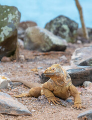 Santa Fe land iguana (Conolophus pallidus) portrait on Santa Fe island, Galapagos national park, Ecuador.