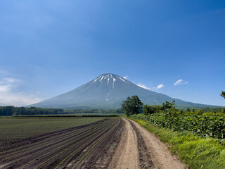 Obraz premium Mount Yotei and spring wheat field