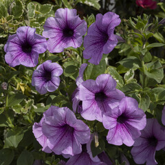 Surfinia &agrave; la floraison &eacute;clatante	