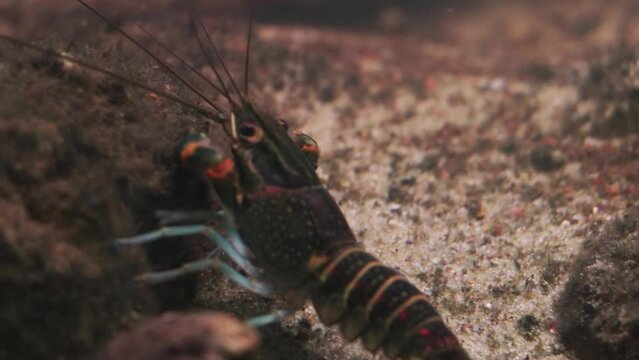 Underwater shooting behind crayfish. Cancer is a large group of arthropods