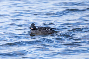 池に浮かぶホオジロガモの雌