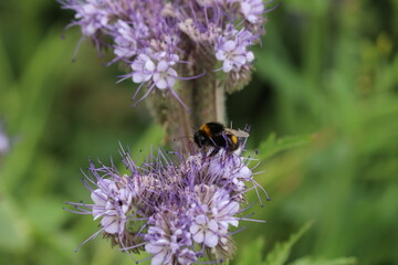 Hummel auf der Blüte