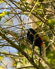 Flame-rumped Tanager, Ramphocelus flammigerus, in Colombia
