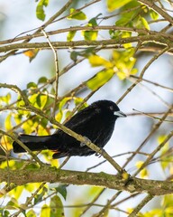 Flame-rumped Tanager, Ramphocelus flammigerus, in Colombia