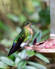 Glowing puffleg (Eriocnemis vestita) in Colombia