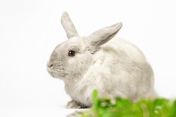 Portrait of a decorative domestic bunny or rabbit in gray, ash color on a white background. In the frame, food, green food for the rabbit.
