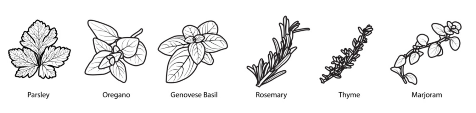 Italian Herbs (spices)