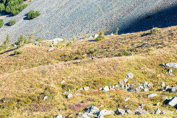 Fototapeta na wymiar pack of ibex and chamois on mountainside in the alps (Vorarlberg, Austria)