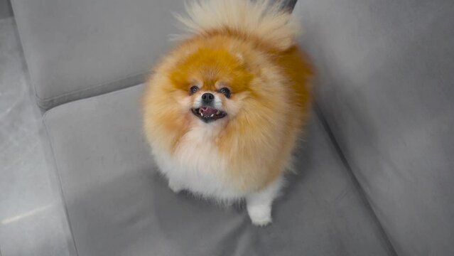 Pomeranian dog is jumping on the sofa and waiting for a yummy. Cute spitz puppy.