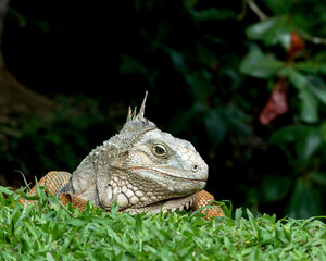 Green iguana (Iguana iguana) in Colombia