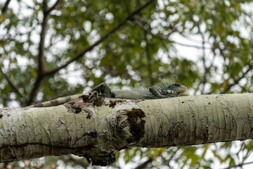 Green iguana (Iguana iguana) in Colombia