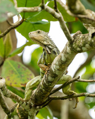 Green iguana (Iguana iguana) in Colombia