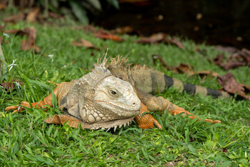 Green iguana (Iguana iguana) in Colombia