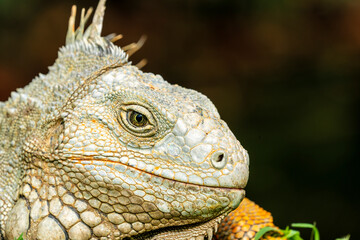 Green iguana (Iguana iguana) in Colombia