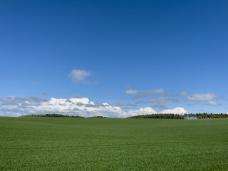 Fototapeta premium A vast spring pasture and a clear sky