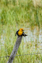 yellow headed blackbird on a fence post in the water