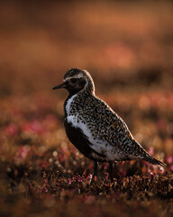 Golden plover in golden light