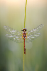 Ruddy darter seen from above 