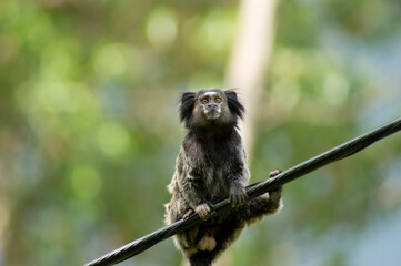 Marmoset monkey sitting on a communication cable, looking at camera, with a green forest in the background