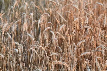 Fototapeta premium Wheat field detail