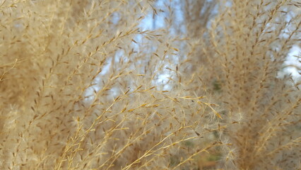  Gelbe braune trockene Blüten Ähren des Chinaschilf  Miscanthus Hintergrund