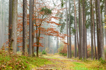 Foggy morning in the forest. Autumn landscape.
