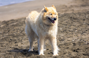 white dog on the beach